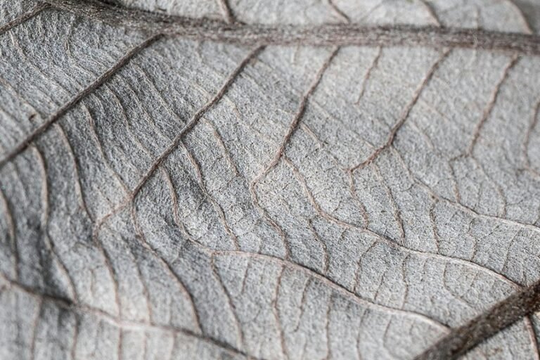 close up photography techniques