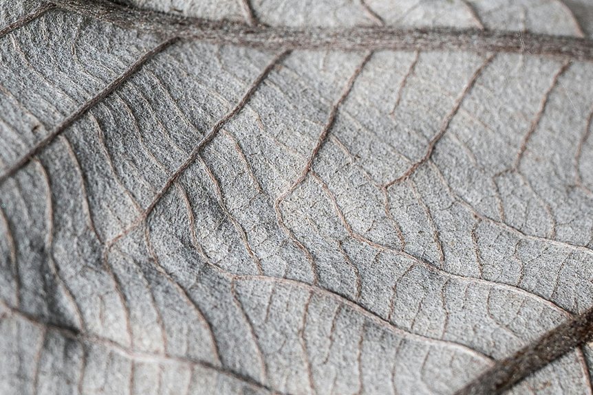 close up photography techniques