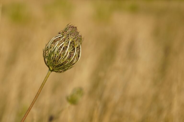 sharp focus blurred background